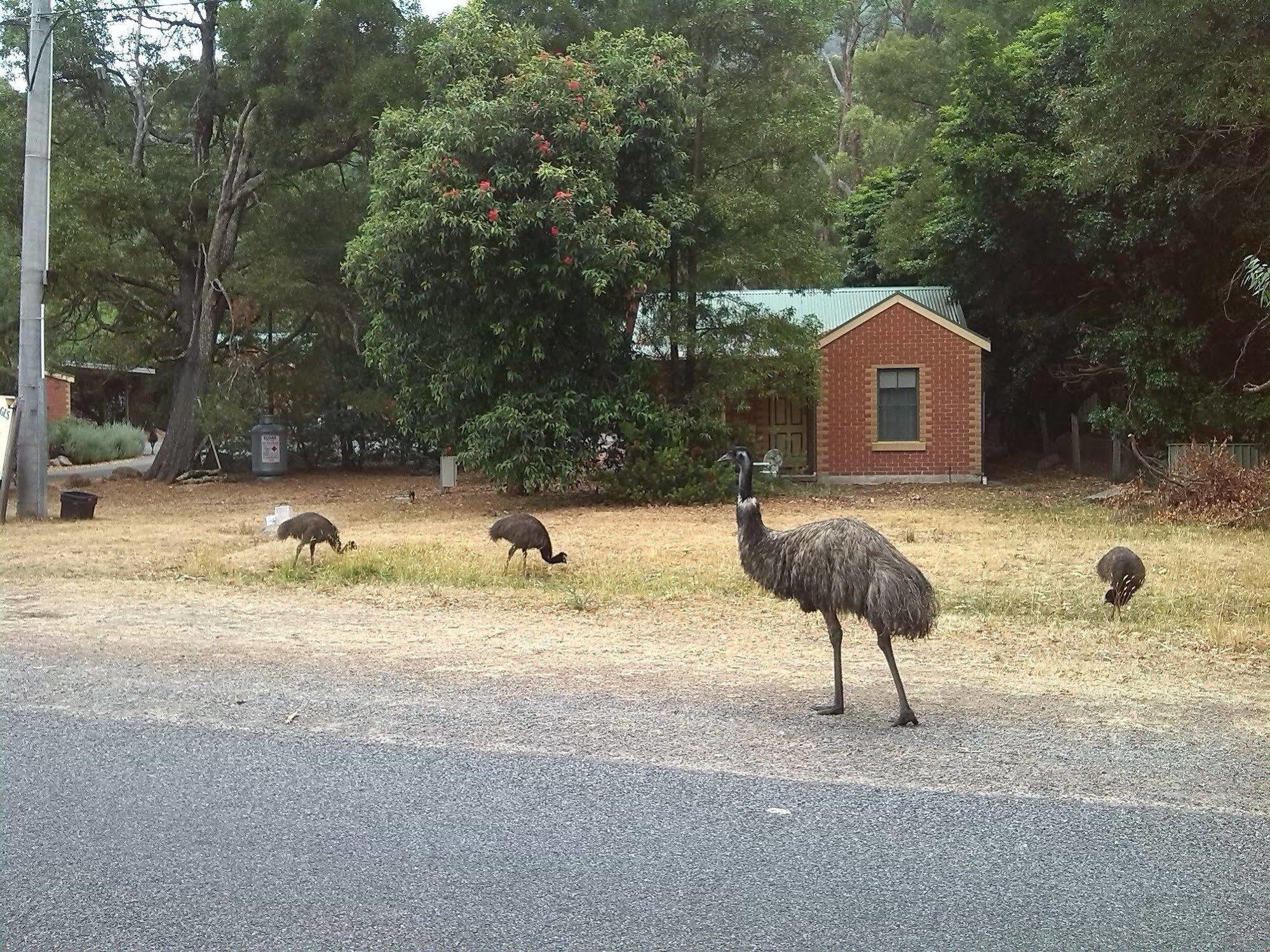 Heatherlie Cottages Halls Gap Kültér fotó